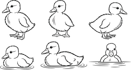 Fototapeta premium Duckling line art drawing vector illustration cute animals