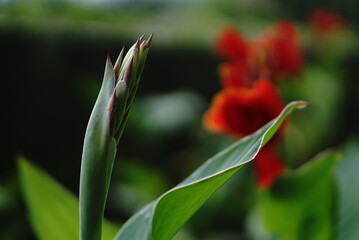 Red Tulip Flower in the garden with background bokeh cinematic