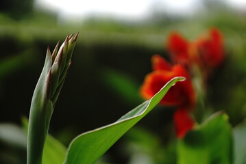Red Tulip Flower in the garden with background bokeh cinematic