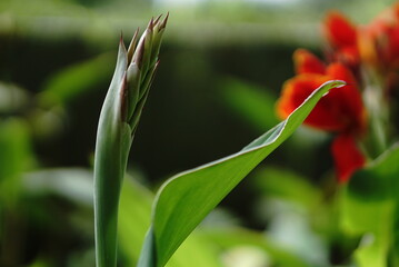 Red Tulip Flower Bokeh Background