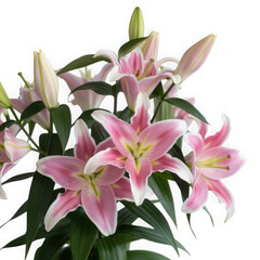 Obraz premium Delicate pink lilies bloom against a stark black background
