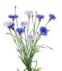 Naklejka premium Blue Cornflower isolated on white background. Centaurea cyanus or bachelor's button flowers.