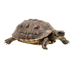 Obraz premium Eastern Box Turtle: Detailed Close-Up View
