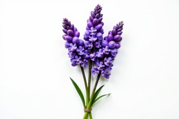 Naklejka premium Vibrant purple lavender blossoms tied together, set against a stark white backdrop , plant, photography