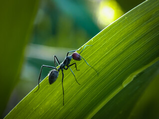 Camponotus singularis, a striking carpenter ant species known for its bold coloration and large size, captured in detailed macro photography showcasing its unique textures and natural beauty.