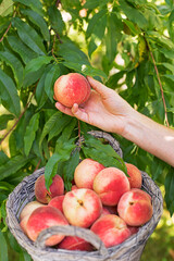 Peaches harvest