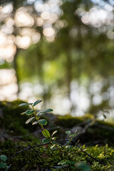 Sunlit Forest Floor With Moss And Green Plants