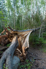 Massive tree snapped by strong winds in forest