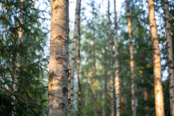 Fototapeta premium Sunlight Filters Through Birch Trees in Forest Landscape