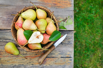Pear harvest