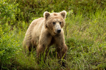Fototapeta premium Alask Brown Bear yearling Cub seen in Willows of river bank environment