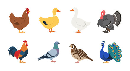 Diverse Poultry Collection Vector Illustration for Agricultural Education, Farm Animal Resources, and Avian Biodiversity Conservation Projects