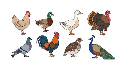 Diverse Collection of Farm and Wild Birds Illustration Featuring Chicken, Duck, Pigeon, Rooster, and Peacock for Educational and Decorative Purposes