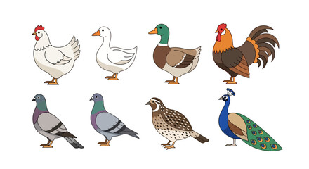 Diverse Collection of Poultry and Fowl Illustrations for Educational Resources and Children's Books, Showcasing Variety and Charm in Vector Format.