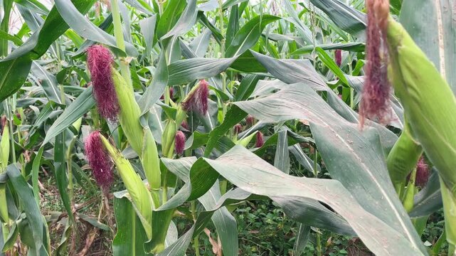 Healthy maize crop field with big corn cobs growing on plants video
