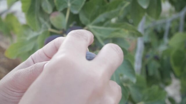 Close up of hands opening a ripe fig on the tree, revealing its fresh interior with blurred green leaves in the background.