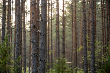 Tall Trees Standing in a Sunlit Forest