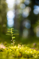 Young Green Sprout Growing In A Mossy Forest