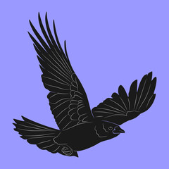 vector illustration of a black crow in flight with its wings spread wide. The bird is facing slightly downward to the right, with detailed feathers drawn on its wings and tail