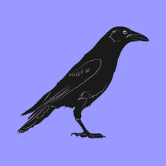 vector illustration of a black raven standing on the ground, facing to the right. The bird is drawn in silhouette style with fine line details on its wings, feathers, and beak
