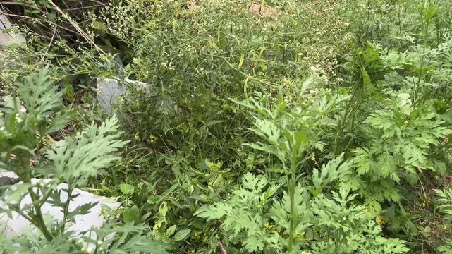 Parthenium Hysterophorus Plant Video | Santa Maria Feverfew Ragweed Weed