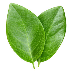Nut leaf isolated on white. Nut leaf clipping path