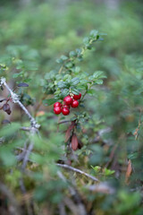Lingonberry Bush With Ripe Red Berries in Forest