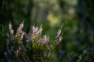 Delicate Purple Heather Blooms in Golden Sunlight