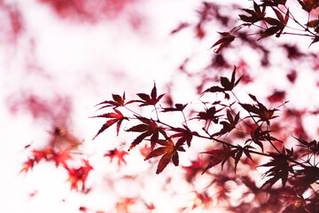 美しい秋の紅葉