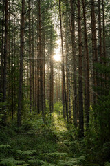 Sunlight filters through the tall pine forest canopy