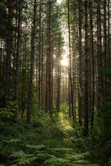 Sunlight Filtering Through Tall Pine Trees in Forest