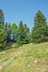Pâturage au sommet du Jura vaudois