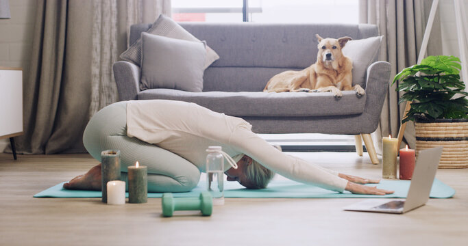 Laptop, stretching and yoga with woman on floor of living room for online class or course. Computer, fitness or flexibility with person and pet dog in apartment for virtual learning of childs pose