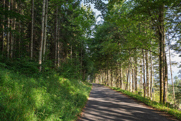 Route forestière du Jura vaudois en montagne