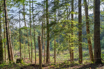 Naklejka premium Forêt du Jura vaudois en été