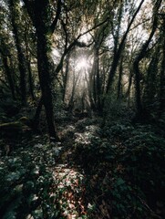 Obraz premium Sunlit path in a dense forest