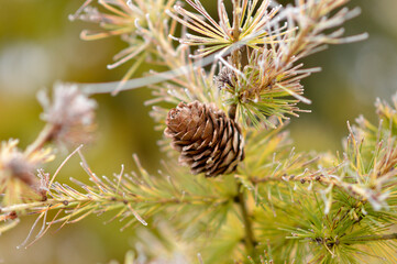 branches of european larch covered with rime and frost