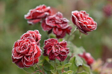 Fototapeta premium blooming roses covered with rime and frost
