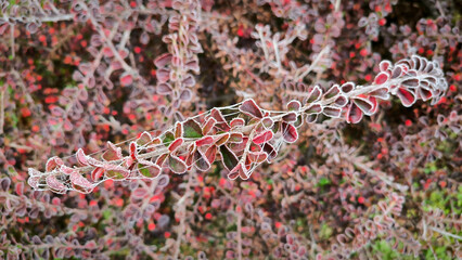 branches of cotoneaster bush covered with rime and frost
