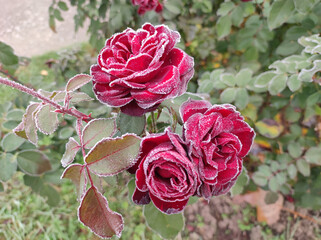 blooming roses covered with rime and frost