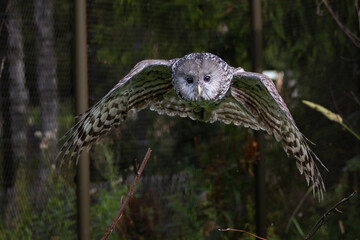 Ural owl in fly