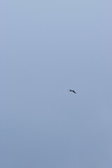 Seagull in rain clouds