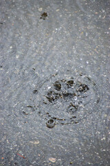 Rain drops in a puddle