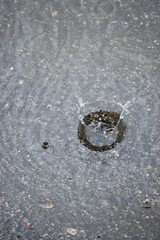 Rain drops in a puddle