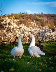 Obraz premium Two white geese face each other in a blossoming orchard at sunrise