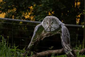 Owl flying. Great grey owl (Strix nebulosa) in level flight.