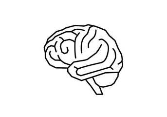 Line drawing of a human brain, showing its detailed structure.