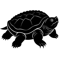 Turtle Illustration