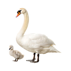 Adult mute swan with cygnet isolated on transparent background