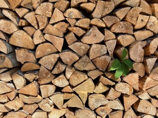 Stacked Firewood Texture with Single Fresh Green Leaf